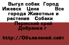 Выгул собак. Город Ижевск › Цена ­ 150 - Все города Животные и растения » Собаки   . Пермский край,Добрянка г.